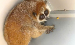 Phát hiện cu li  "đột nhập " tủ chăn, đệm của học sinh, trường học ở Sơn La liền báo chính quyền