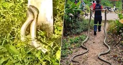 Clip: Vây bắt 2 con rắn hổ mang chúa khổng lồ quấn lấy nhau trong vườn nhà dân