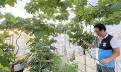 Cận cảnh  "nông trại trên mây " trị giá 50 triệu đồng của cặp vợ chồng ở TP.HCM: Có cả nho kẹo, táo ngoại thu hoạch hàng chục kg