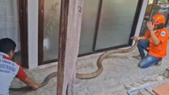Rắn hổ mang chúa “khủng” nặng 15kg bất ngờ chui vào nhà, dân làng hoảng loạn