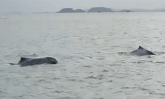 Clip: Đàn cá heo trắng bất ngờ xuất hiện ở đảo Cái Chiên khiến người dân ngỡ ngàng