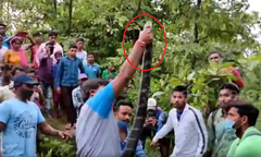 Clip: Bắt sống rắn hổ mang chúa  "khủng " dài 5 mét nấp trong vườn nhà