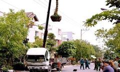 Tin tức thời sự 24h: Cẩu cây cảnh chạm vào đường dây điện, tài xế tử vong
