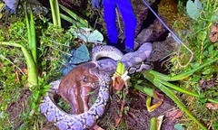 Bắt trăn  "khủng " nặng  nặng 45 kg đột nhập, ăn gia súc của người dân