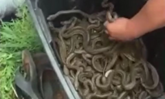 Phát hiện hang trăn khổng lồ dưới lòng đất, người đàn ông thò tay không lôi ra hàng chục con ngoe nguẩy