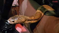 Clip: Đang lái xe, người đàn ông hoảng hốt phát hiện rắn bò ngang qua người 