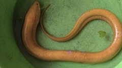 Ngỡ ngàng sinh vật lạ màu vàng óng trên cánh đồng, dân làng đổ xô đến xem