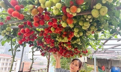 Chi 400 triệu biến sân thượng thành  "nông trại trên mây ", nữ giáo viên Hà Nội khiến hàng xóm  "choáng váng " vì độ chịu chơi