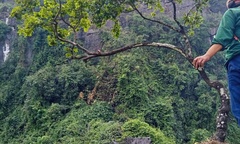 Kiểm lâm Thanh Hóa thu giữ hàng trăm cây cảnh muội hồng, cảnh báo  "nóng "