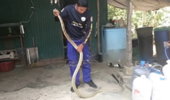 Clip: Rợn người cảnh dùng tay không bắt rắn hổ mang chúa cực độc, dài 3 mét