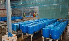 Bên trong cơ sở sản xuất hơn 500 tấn giá đỗ có sử dụng chất độc hại ở Lào Cai