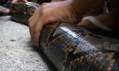 Clip: Cận cảnh vây bắt trăn  "khổng lồ " dài 15 mét ẩn nấp trong ống cống