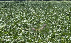 Phát hiện thi thể 2 trẻ đuối nước tại bến phà trên sông Vàm Cỏ Tây