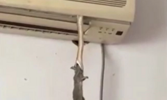 “Lạnh sống lưng” cảnh rắn bò ra từ điều hòa, chậm rãi kéo chuột biến mất vào khe máy lạnh