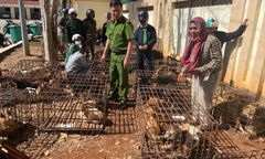 Triệt phá đường dây trộm chó quy mô lớn ở Đắk Lắk: Lộ diện sào huyệt vừa là nơi giết mổ, vừa là điểm tiêu thụ