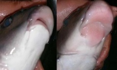 Khám phá loại cá quý hiếm xưa dùng để tiến vua, toàn thân phủ lớp vảy óng ánh màu xanh, cái miệng trông khá  "xấu xí "