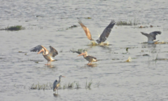 Nóng: Phát hiện đàn bồ nông chân xám quý hiếm xuất hiện trở lại ở Vườn quốc gia Tràm Chim