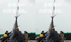 Clip: Bắt được cặp cá ngừ vây xanh hiếm có, ngư dân  "bỏ túi " hơn 350 triệu đồng