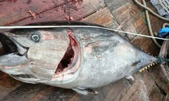 Đi biển 30 năm, lão ngư ngỡ ngàng khi bắt được cặp cá quý hiếm, trị giá cả gia tài