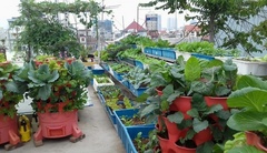 Kỳ công chở từng chuyến đất quê lên phố, nữ giáo viên biến sân thượng bê tông thành vườn rau vạn người mê