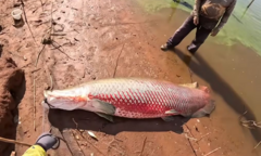 Ngư dân câu trúng  "thủy quái " 160 kg dài 2,5 m sau 45 phút giằng co nghẹt thở