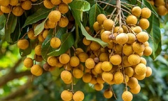 Có nên trồng cây nhãn trước nhà không?