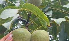 Loại quả thuộc top  "tốt nhất thế giới ", có ở Việt Nam, trồng một lần thu hoạch nhiều năm, tốt cho sức khoẻ