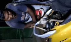 Clip: Mở cốp xe máy, người đàn ông hoảng hốt phát hiện rắn hổ mang dài 1,2m ẩn náu