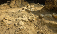 Phát hiện khoảng 100 quả trứng khủng long có niên đại khoảng 72 triệu năm tại Pháp