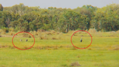 Bất ngờ đàn 26 con sếu đầu đỏ bay “thám thính” ở An Giang