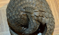 Phát hiện con vật quý hiếm, người đầy vảy cứng bò vào quán nhậu ở Đà Lạt