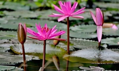 Có nên trồng hoa súng trước nhà không