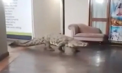 Clip: Bắt sống con cá sấu 3,6 mét lao vào nhà hàng trước sự kinh hãi của thực khách