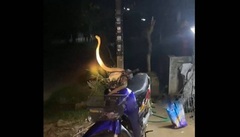 Phát hiện rắn hổ mang  "thủ thế " trên xe máy lúc nửa đêm, người đàn ông hoảng sợ