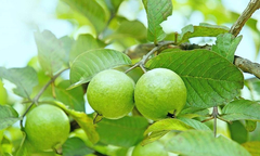 Trồng cây ổi trước nhà có tốt không?