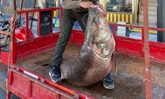 Cận cảnh con cá măng nặng 100kg, dài bằng người lớn vừa  "sa lưới " ngư dân