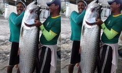 Bắt được con cá khổng lồ dài 2 mét, nặng 70kg, ngư dân phải thốt lên