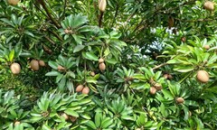 Trồng cây hồng xiêm trước nhà có tốt không?