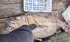 Cận cảnh con cá mú  "khủng " nặng 215kg, có giá trị lên đến hơn 100 triệu đồng