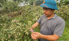 Bỏ  "ghế nóng " về quê trồng loài cây tuổi thơ, người đàn ông nhận kết đẹp