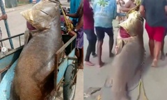 Clip: Cận cảnh  "quái vật biển " nặng 250kg vừa sa lưới ngư dân