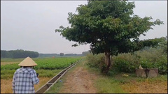 Tin tức thời sự 24h: Lão nông bị sét đánh tử vong khi đang chở lúa từ ngoài đồng về