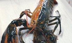 Cận cảnh chú tôm hùm mang màu sắc  "độc nhất vô nhị " quý hiếm bậc nhất thế giới
