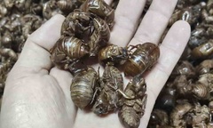 Nghề lạ: Người dân đổ xô vào rừng  "săn " thứ nhẹ như tơ, kiếm  "bạc triệu " mỗi ngày