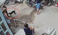 Thông tin đáng chú ý vụ 12 người nghi bị 1 con chó dại cắn ở Lâm Đồng