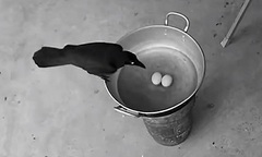 Lắp camera phục kích kẻ trộm trứng, thầy giáo sốc nặng khi thấy mặt  "tên đạo chích "