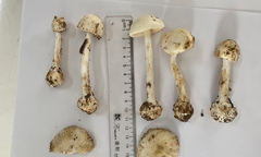 6 người nghi ngộ độc sau khi ăn nấm rừng ở Sơn La, Bộ Y tế yêu cầu khẩn trương làm rõ, cảnh báo cộng đồng