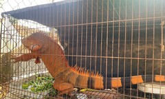 Rồng Nam Mỹ  "đi lạc " ngoài đường ở Lâm Đồng