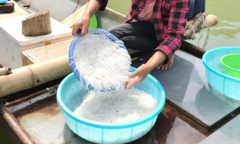 Loại cá được ví như  "ngọc trong suốt ", cả năm chỉ xuất hiện 1-2 tháng, được săn lùng ráo riết