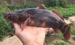 Khám phá loại cá  "trốn " trong bùn, thịt trắng và dai thơm như thịt gà, có giá nửa triệu/kg vẫn đắt hàng